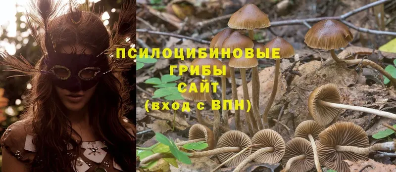 Псилоцибиновые грибы MAGIC MUSHROOMS  как найти   Курчалой 